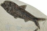 Multiple Fossil Fish (Knightia) Plate - Wyoming #233899-3